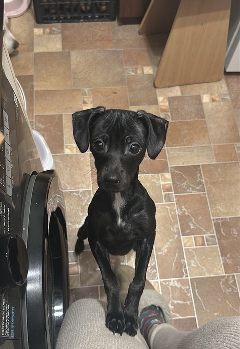 Той терьер бесплатно в добрые руки