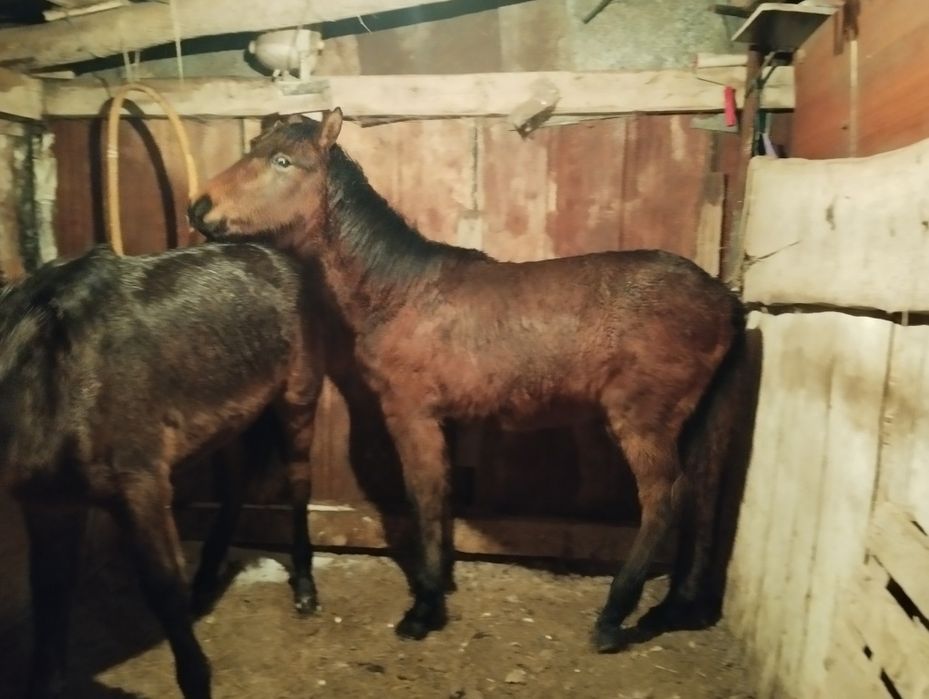 Ассалаумалейкум тай сатылады