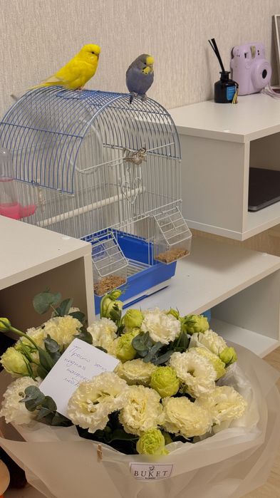 Попугай с клеткой