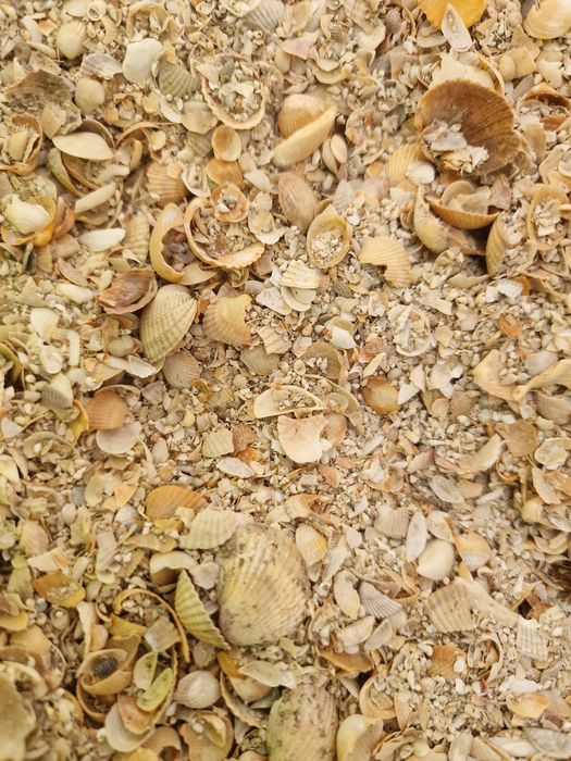 Ракушка для кур.