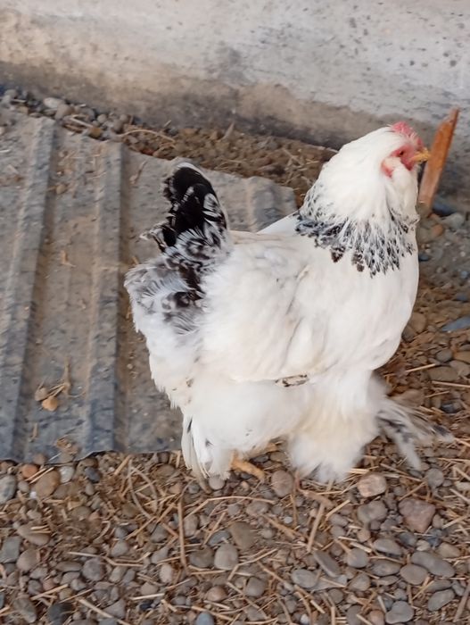 Brama tovuqlar soglom sotiladi