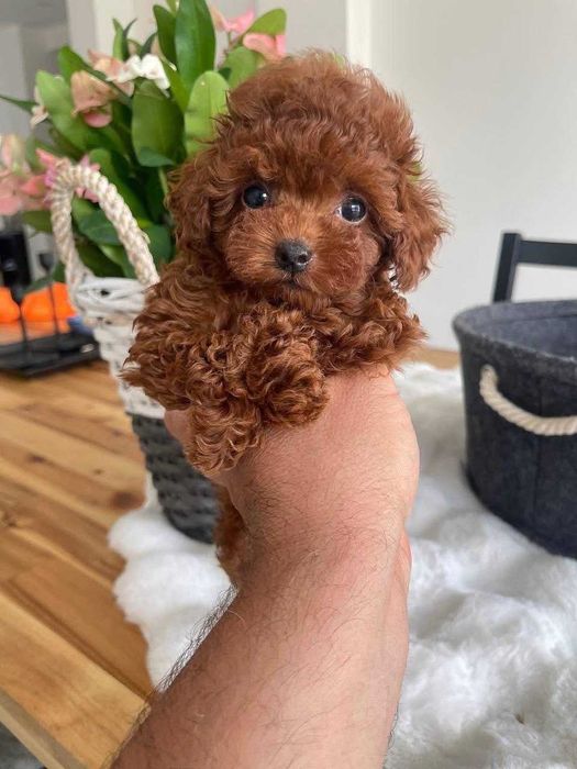 Vand baietel Pudel-Poodle Toy, roscat, 8 saptamani