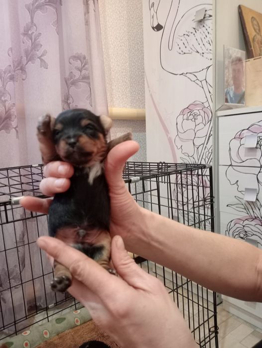 Йоркширский терьер