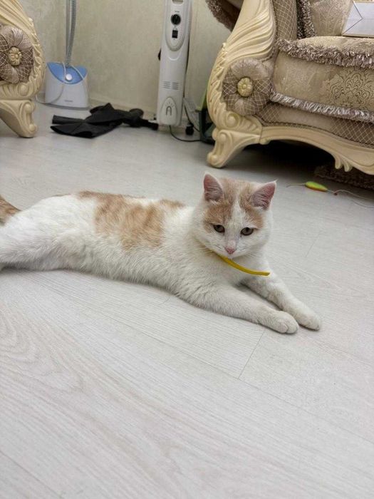 Найден  рыжий котик