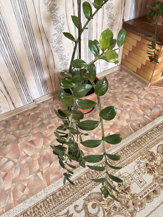 Замиакулькас в горшках