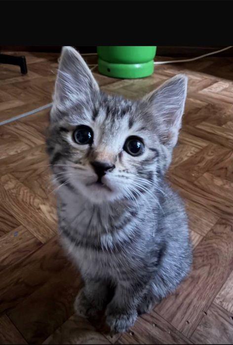 Кошки маленький.