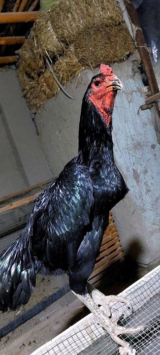 дакан тухумлари сотилади зоти тозаси бухоро гиждувонда