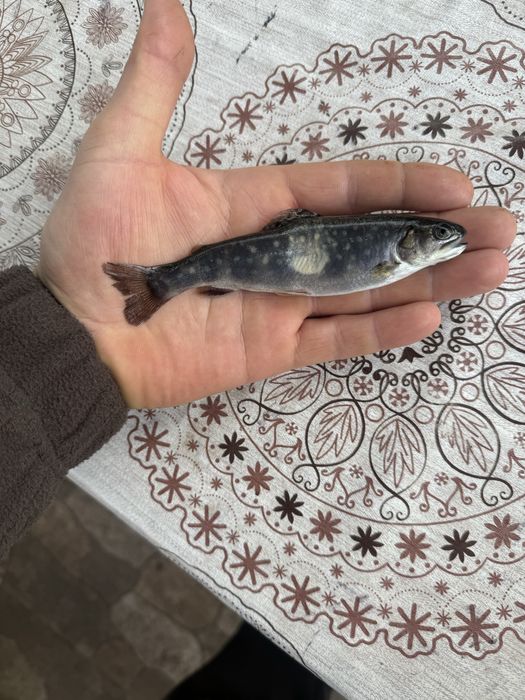 Puiet Pastrav Fantanel