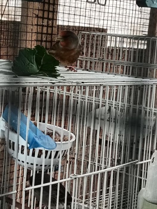 Hibrid cu canari