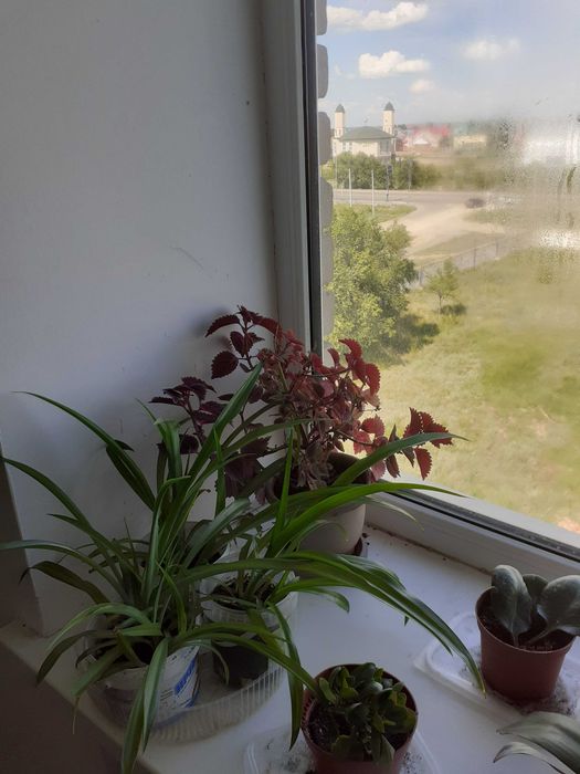 Комнатные растения