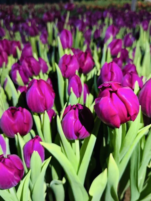 Тюльпаны оптом и в розницу.