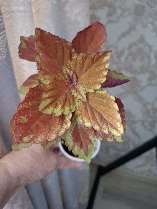 Комнатные цветы в копилочку