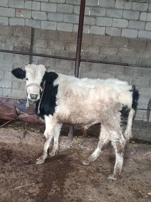 Буқа сатылады аа