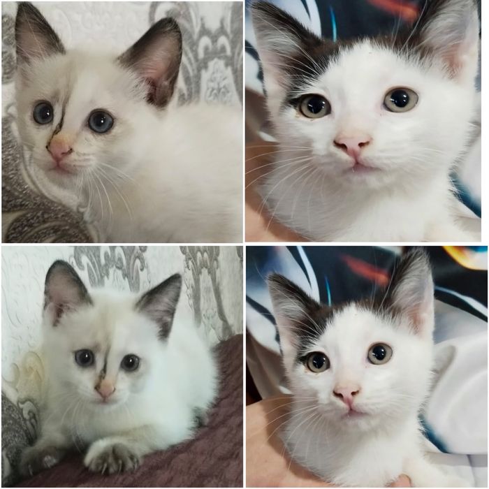 Две замечательные кошечки ищут дом