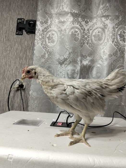 Инкубационное яйцо