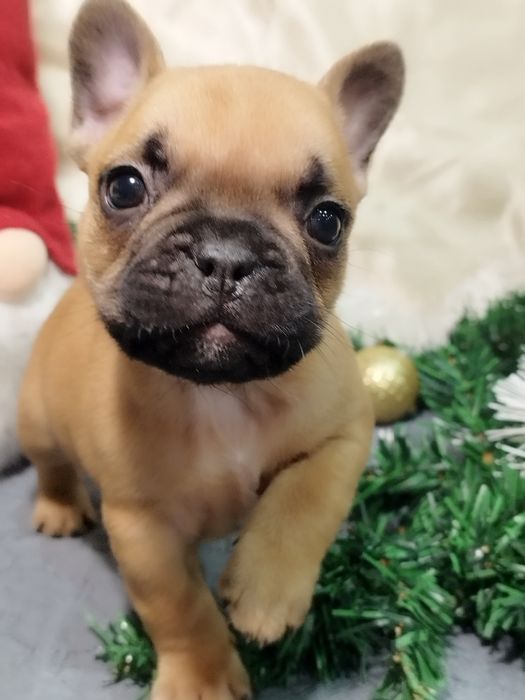 Френски булдог - бебета