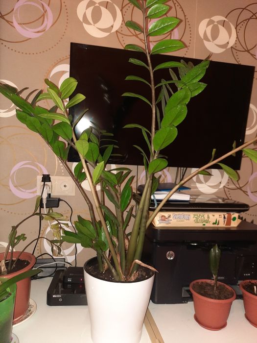 Продам комнатные цветы