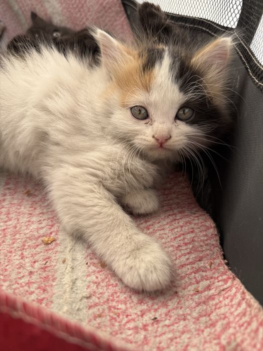 Котенок девочка 1,5 месяца