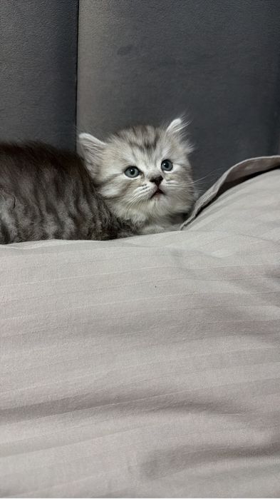 Котенок скоттиш страит