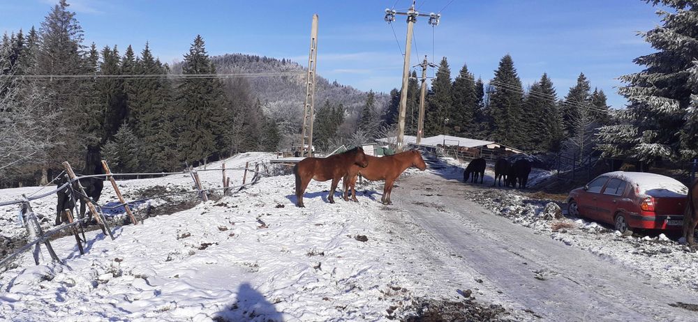 Vand armasari, iepe,manji. sau schimb cu trasura, tractor. camion,4x4