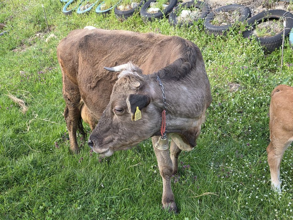 Vaca de vanzare !