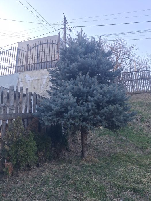 Leyladi pin cedrii brad argitiu