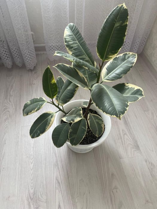 Продам комнатный цветок