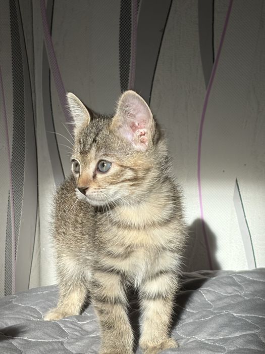 Отдам котят в хорошие руки.