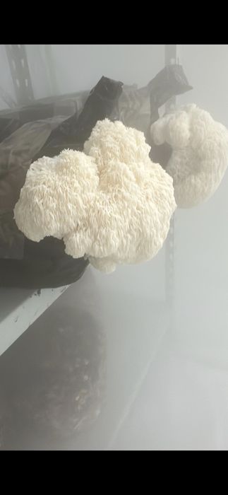 Micro ferma ciuperci gourme si medicinal(specialitate) cu LAB steril