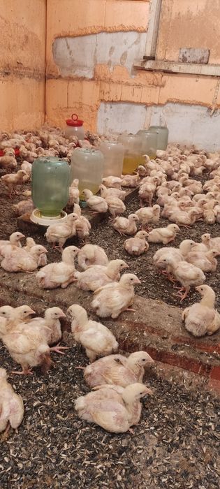 Цыплята бройлеры