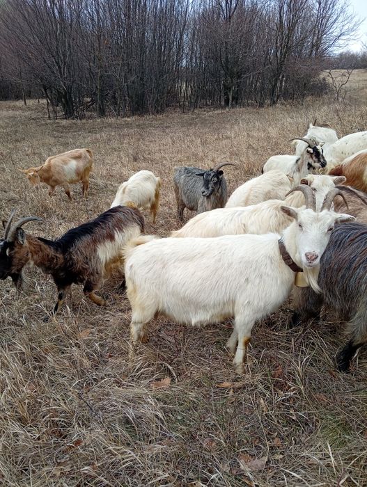 Vănd 20 de capre fătae și ne fătae restu urmeză să fete