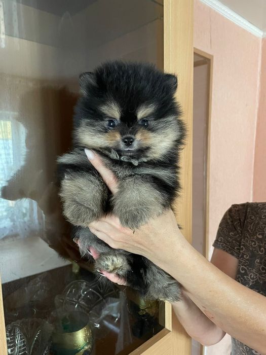 Щенки мини шпица