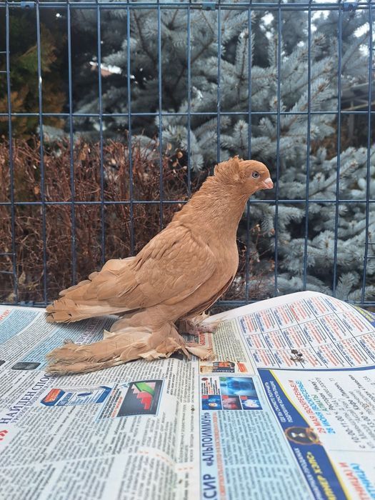 Продам жёлтую самку