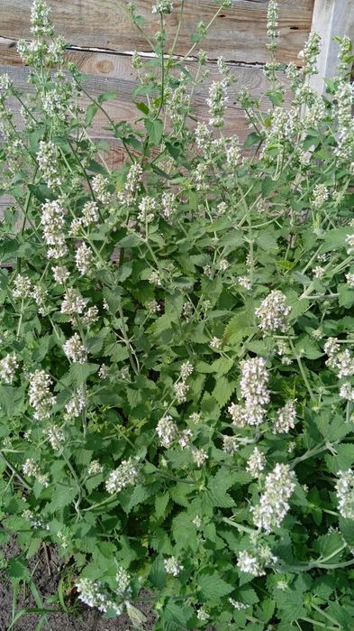 Продам щавель ,мелису,лук