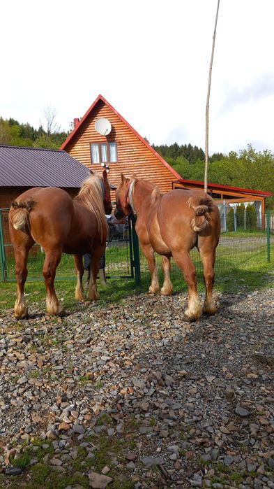 De vânzare,cai amândoi
