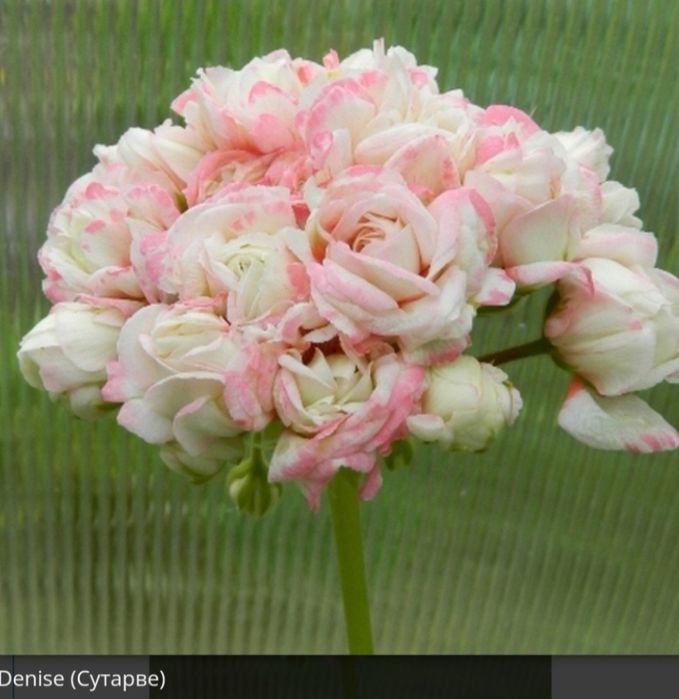 Продам комнатные пеларгонии