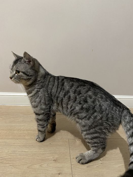 Британский котик в добрые руки