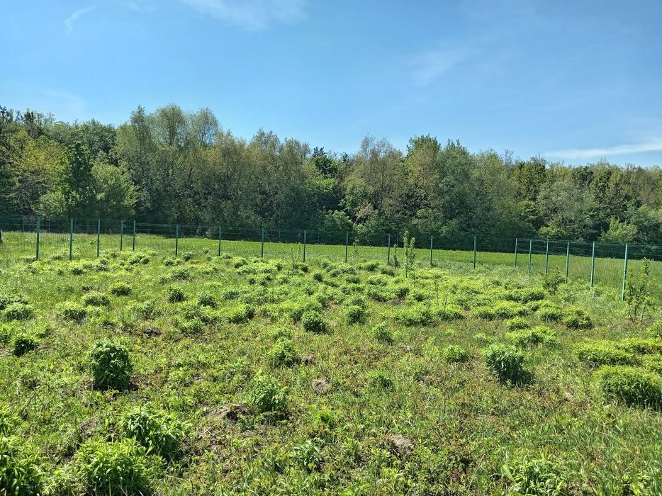 Teren intravilan, Stupini, Baciului,îngrădit.
