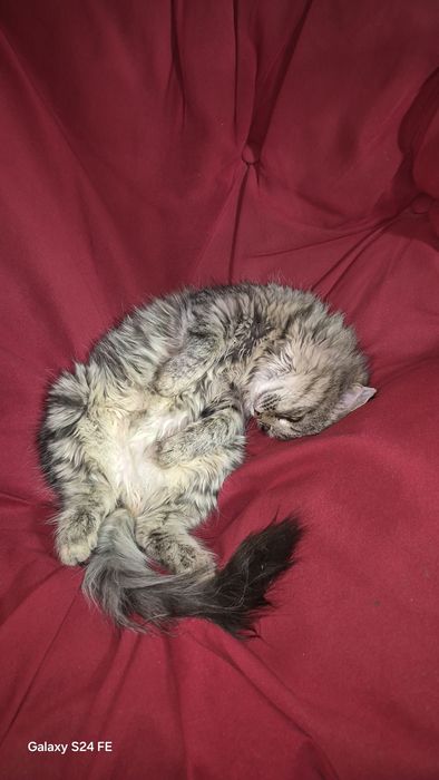 Котята. Бесплатно