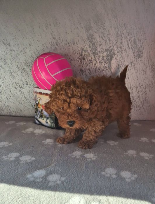 Poodle toy  той пудел