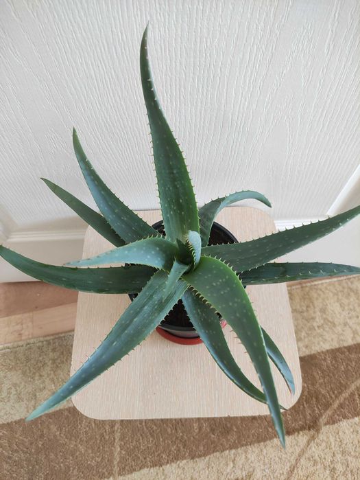 Алоэ вера 2000.     .