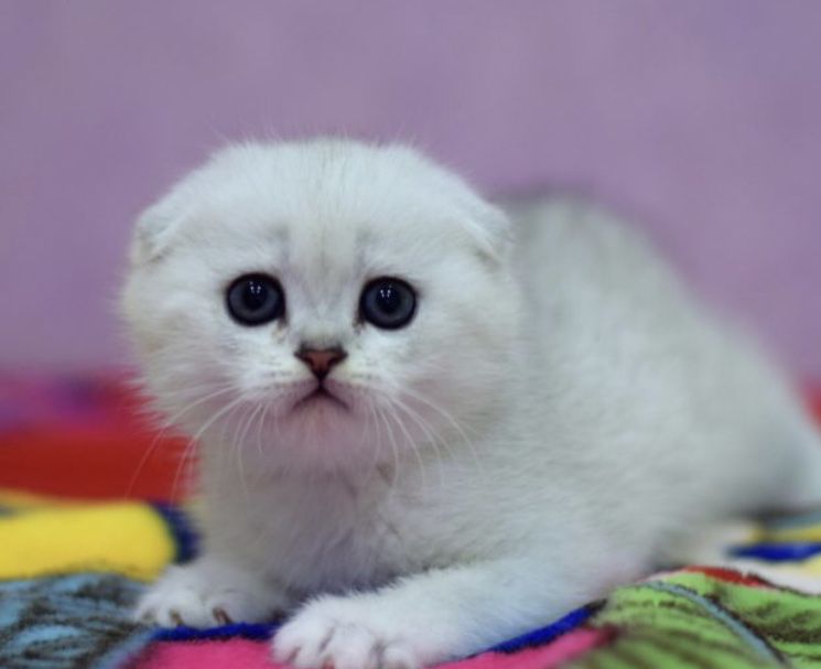Котята плюшевые шиншилята