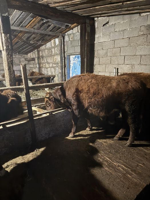 Продам бычков 6 голов полторашки (1,5)