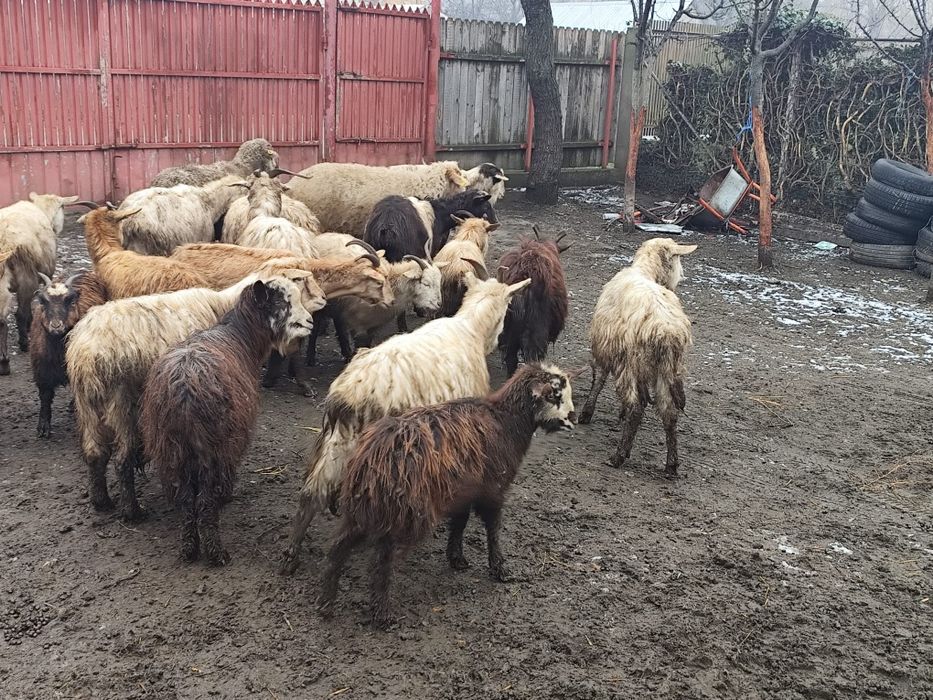 Vând 14 capre și 11 ieduțe