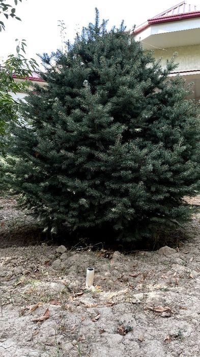 Арча сотилади, Тошкентда