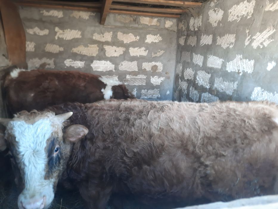 Продам 2 бычков и 1 телку.