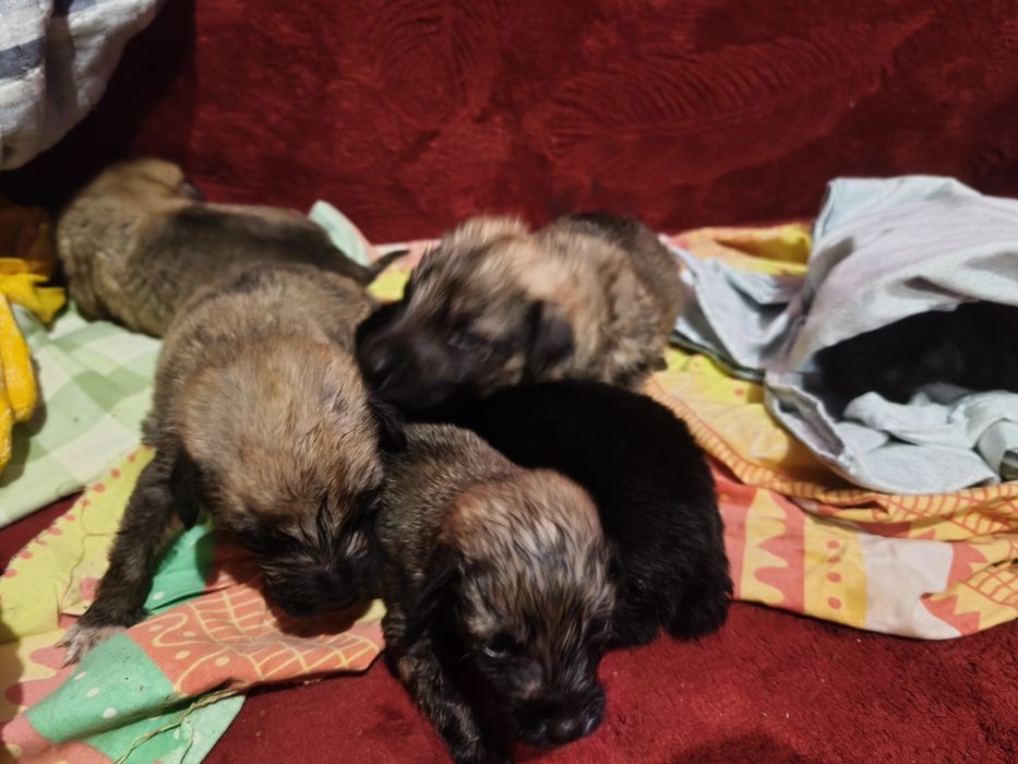 Отдам щенков в любищие руки