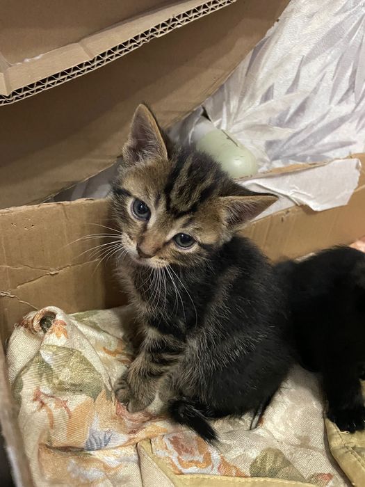 Отдам котят в хорошие руки