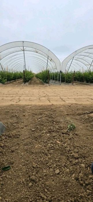 Разсад едра сладка къпина карака блек