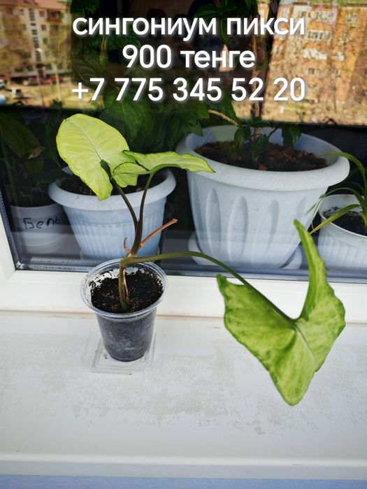 Комнатные растения